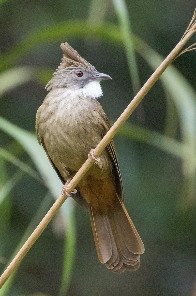 Бюльбюль-бородань іржастий - ML646767170