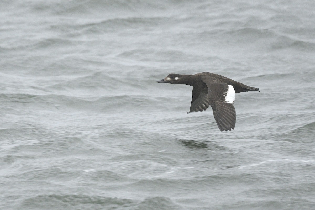 White-winged Scoter - ML646767171