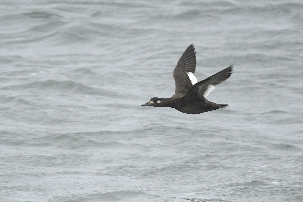 White-winged Scoter - ML646767172
