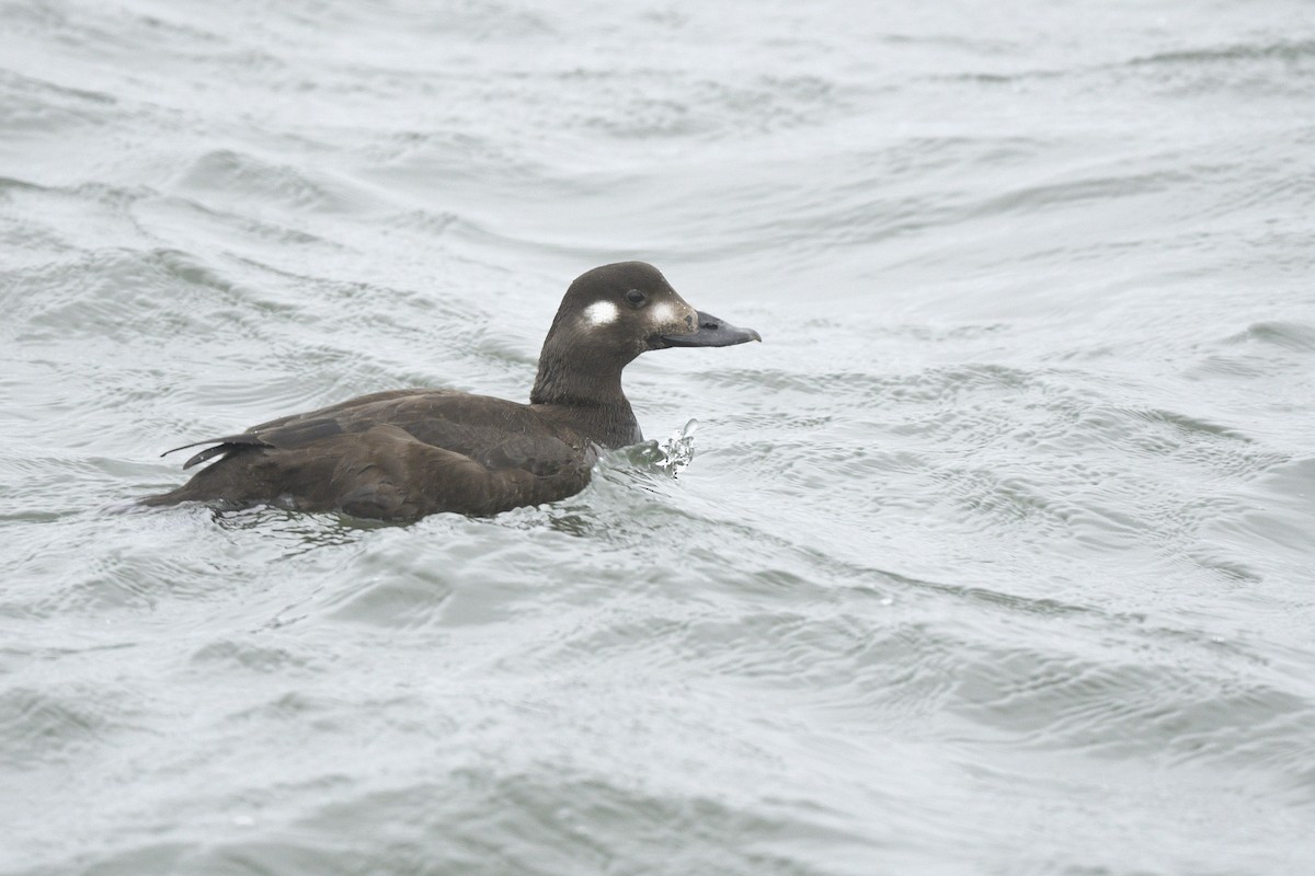 White-winged Scoter - ML646767173
