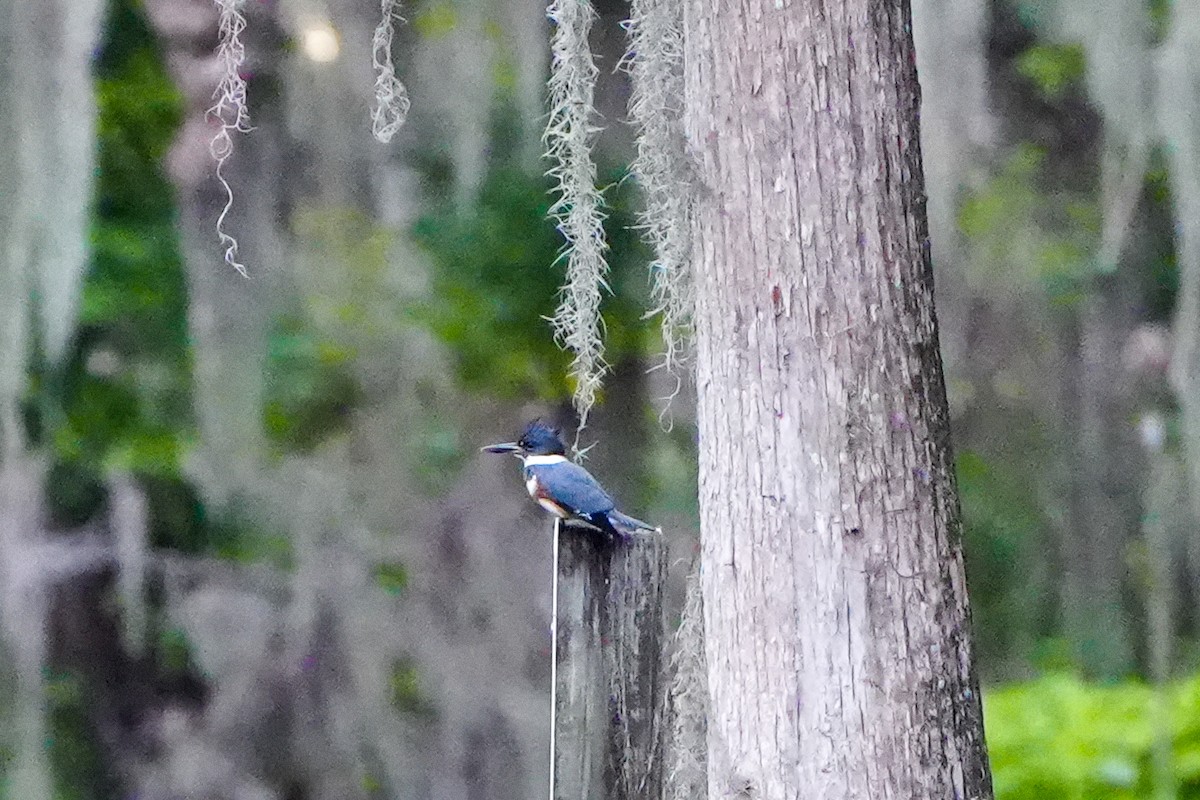 belteisfugl - ML646767174