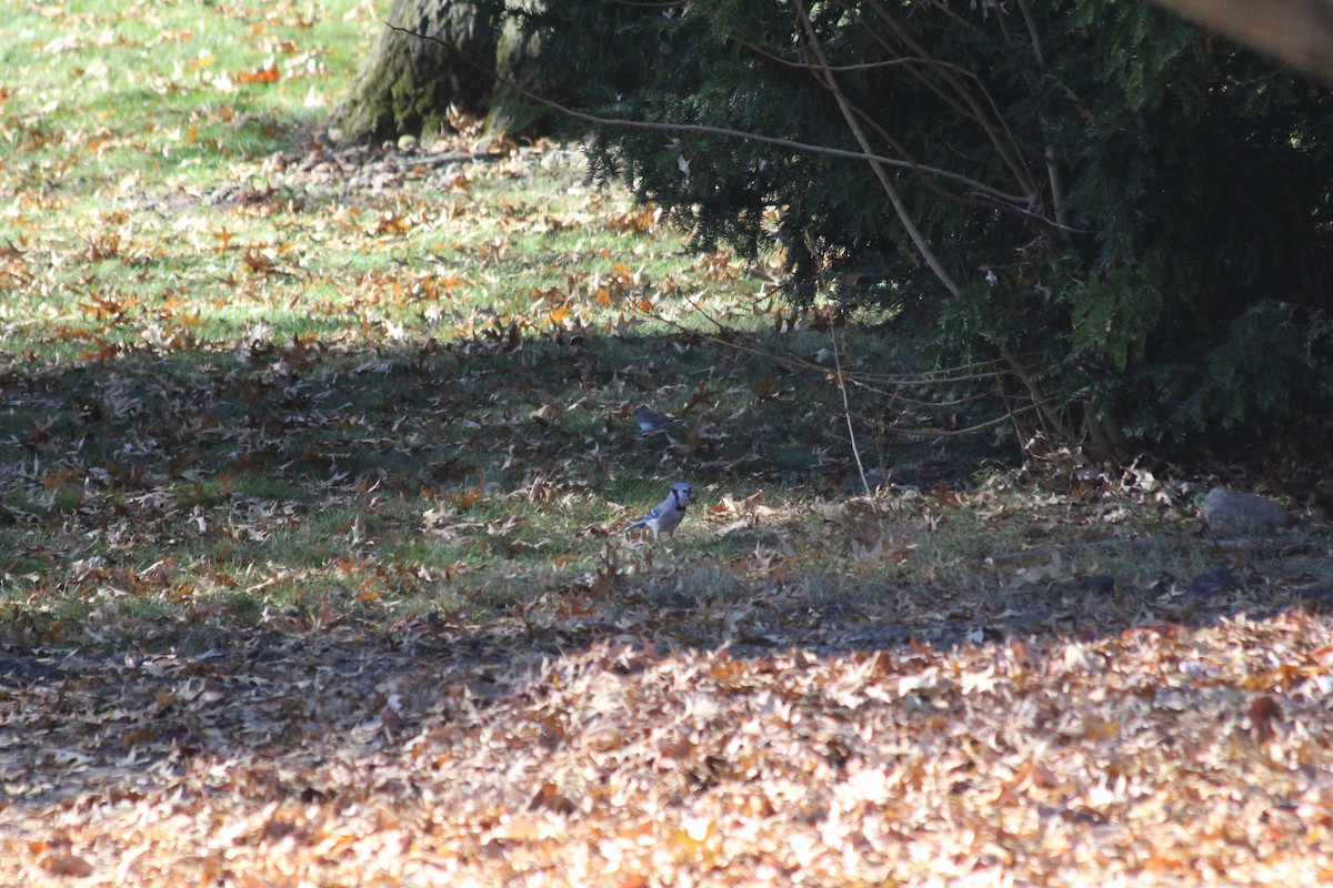 Blue Jay - ML646767175