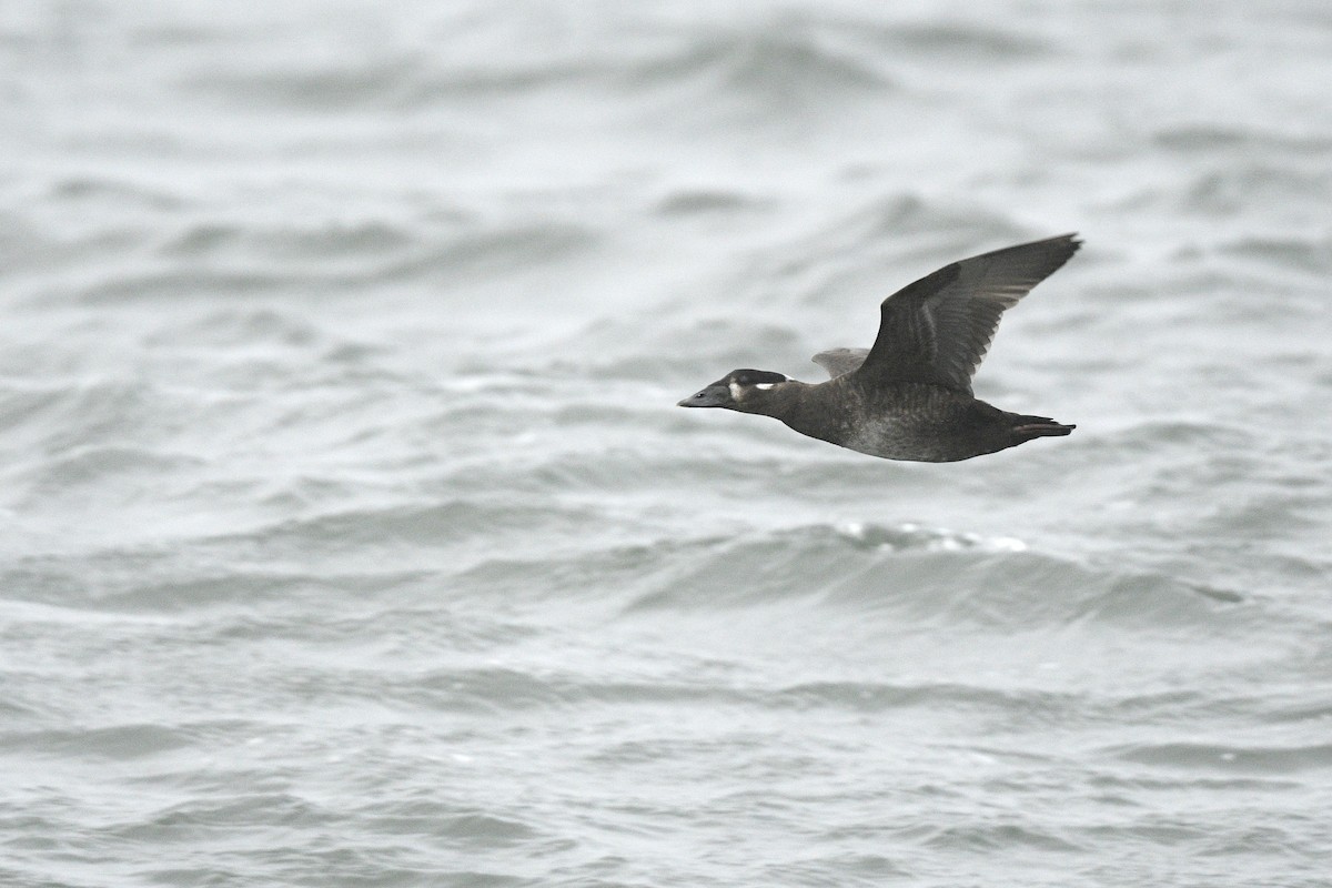 Surf Scoter - ML646767177