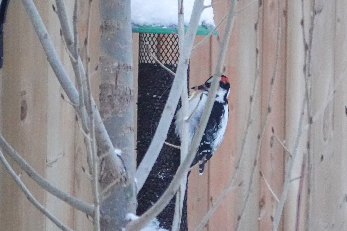 Hairy Woodpecker - ML646767178