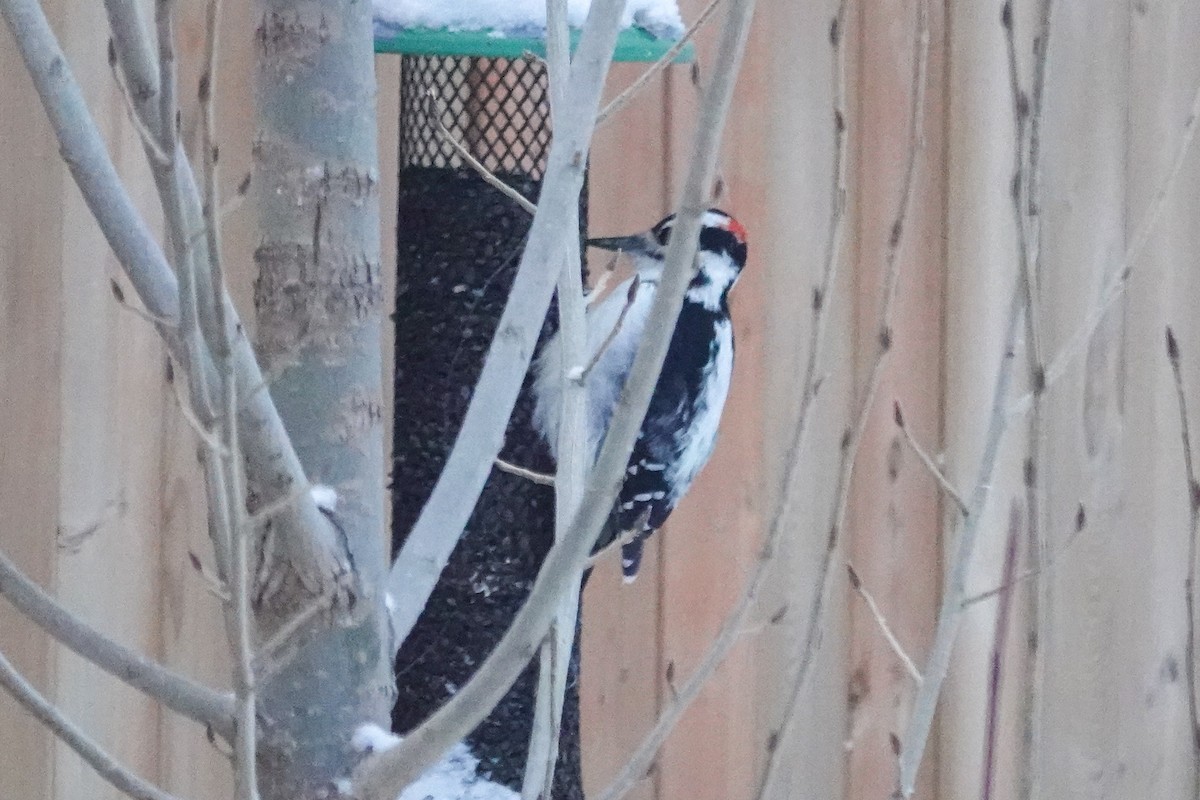 Hairy Woodpecker - ML646767179