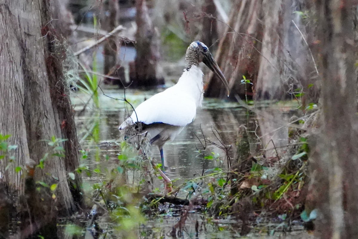 amerikastork - ML646767180