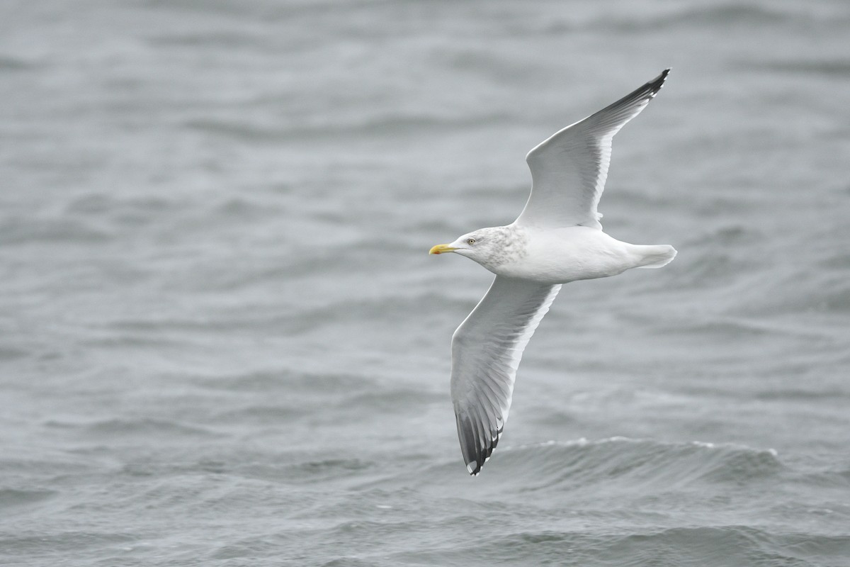 American Herring Gull - ML646767184