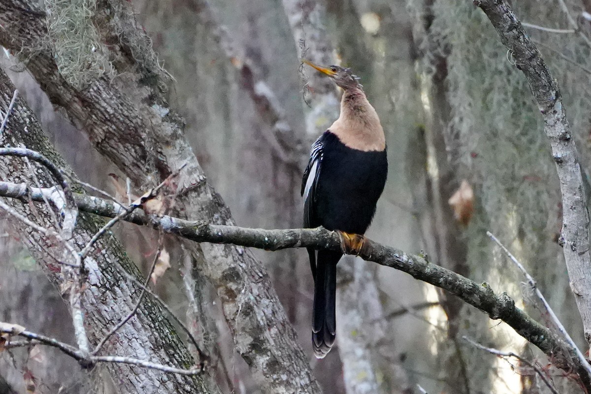 amerikaslangehals - ML646767185