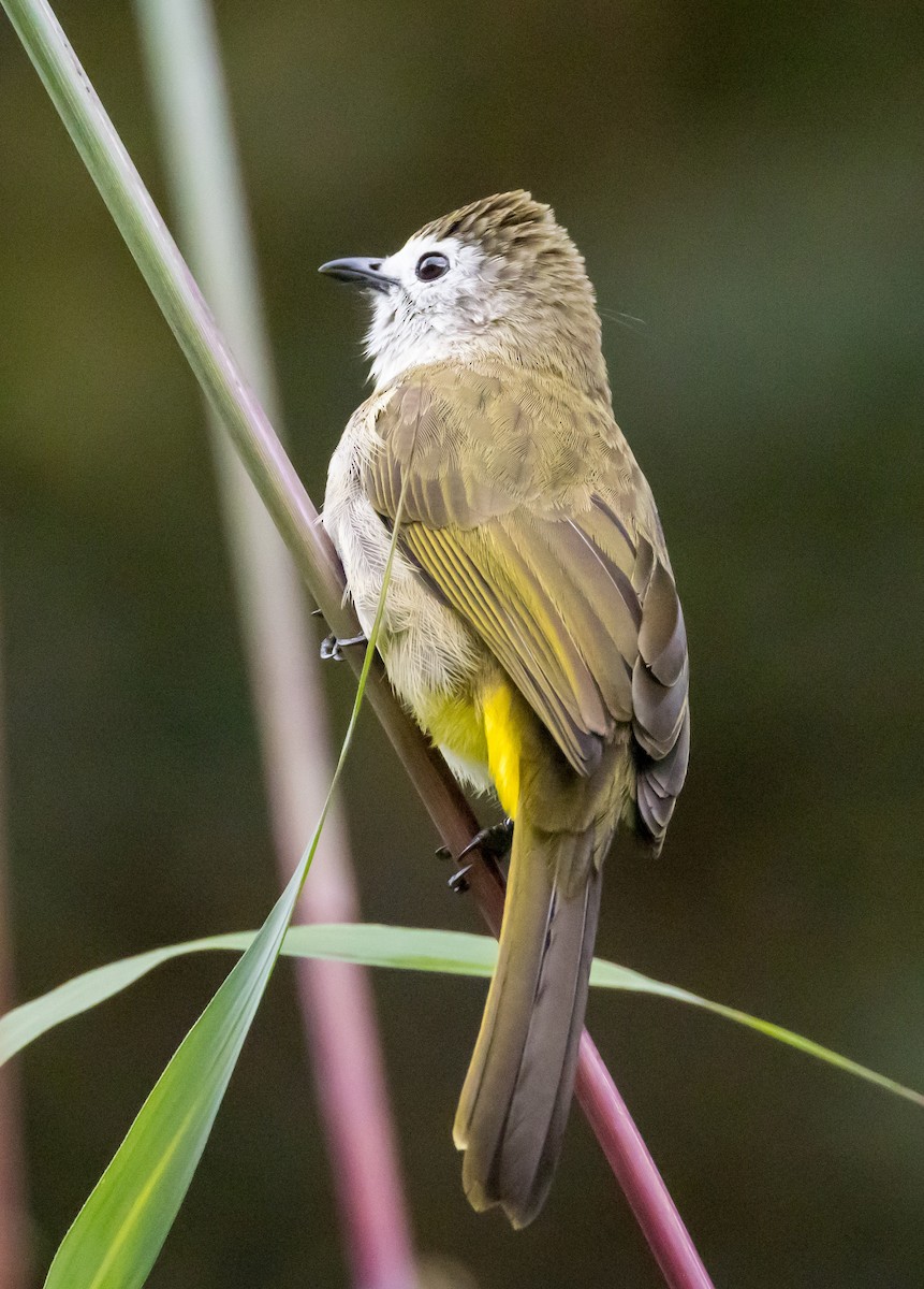 Pale-faced Bulbul - ML646767187