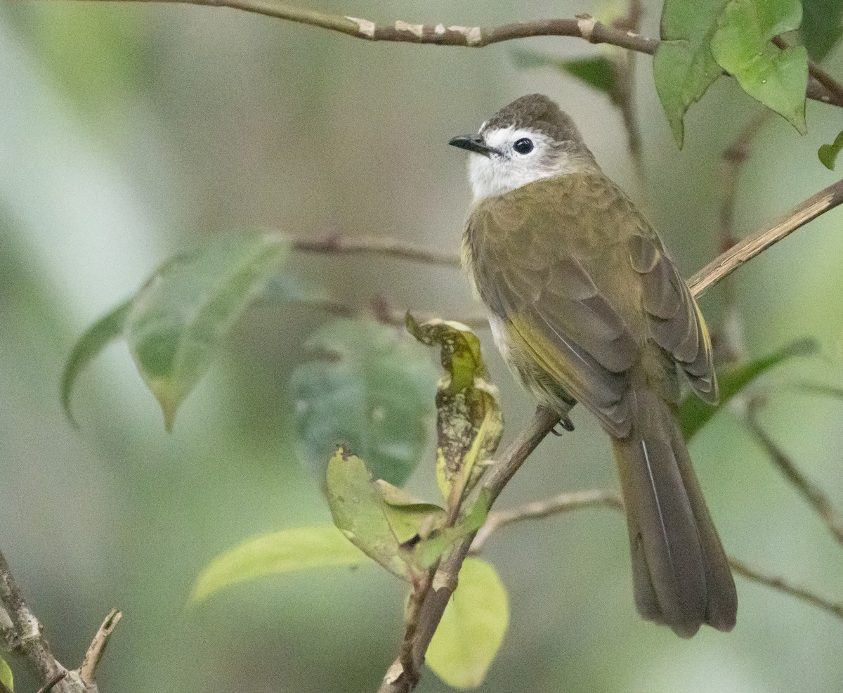 Pale-faced Bulbul - ML646767188
