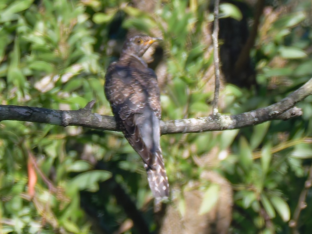 Coucou gris - ML646767189