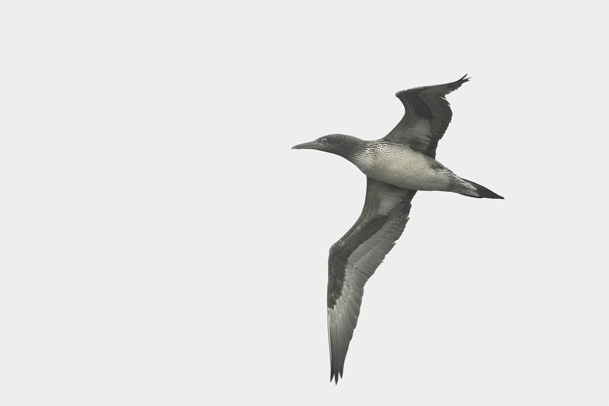 Northern Gannet - ML646767191