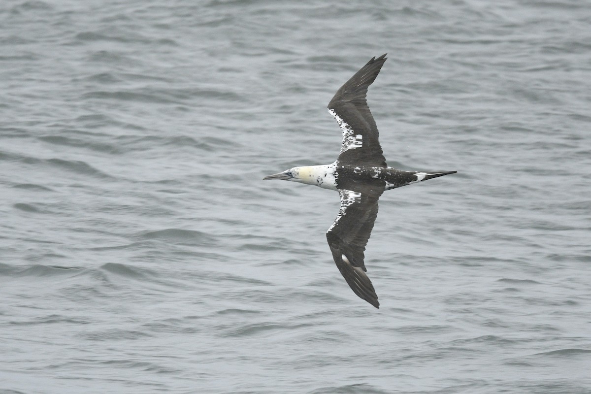 Northern Gannet - ML646767192