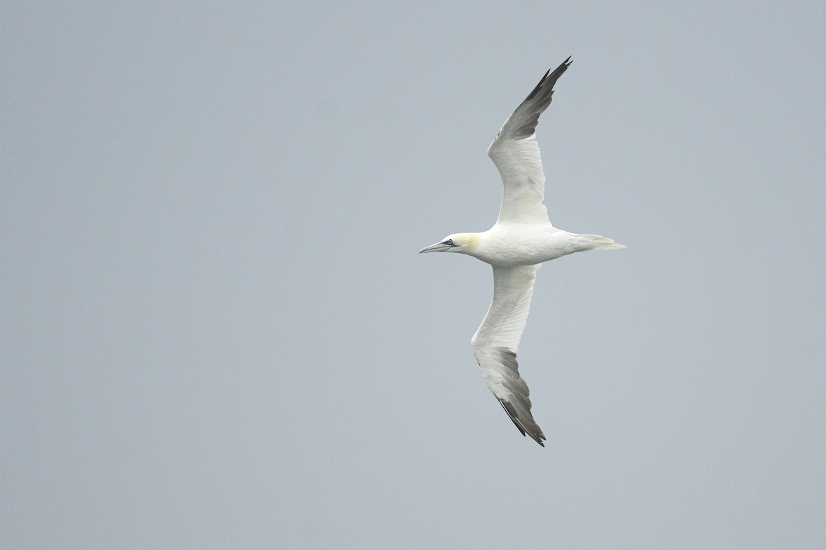 Northern Gannet - ML646767193