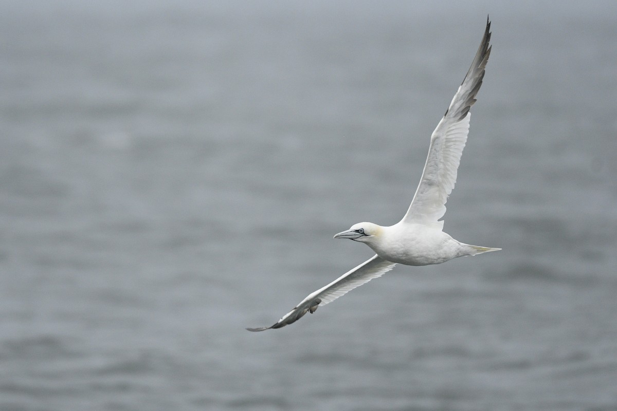Northern Gannet - ML646767194