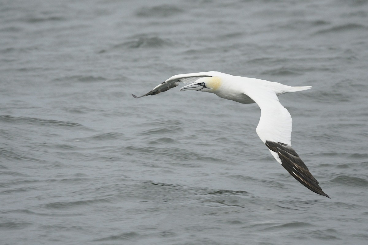Northern Gannet - ML646767195