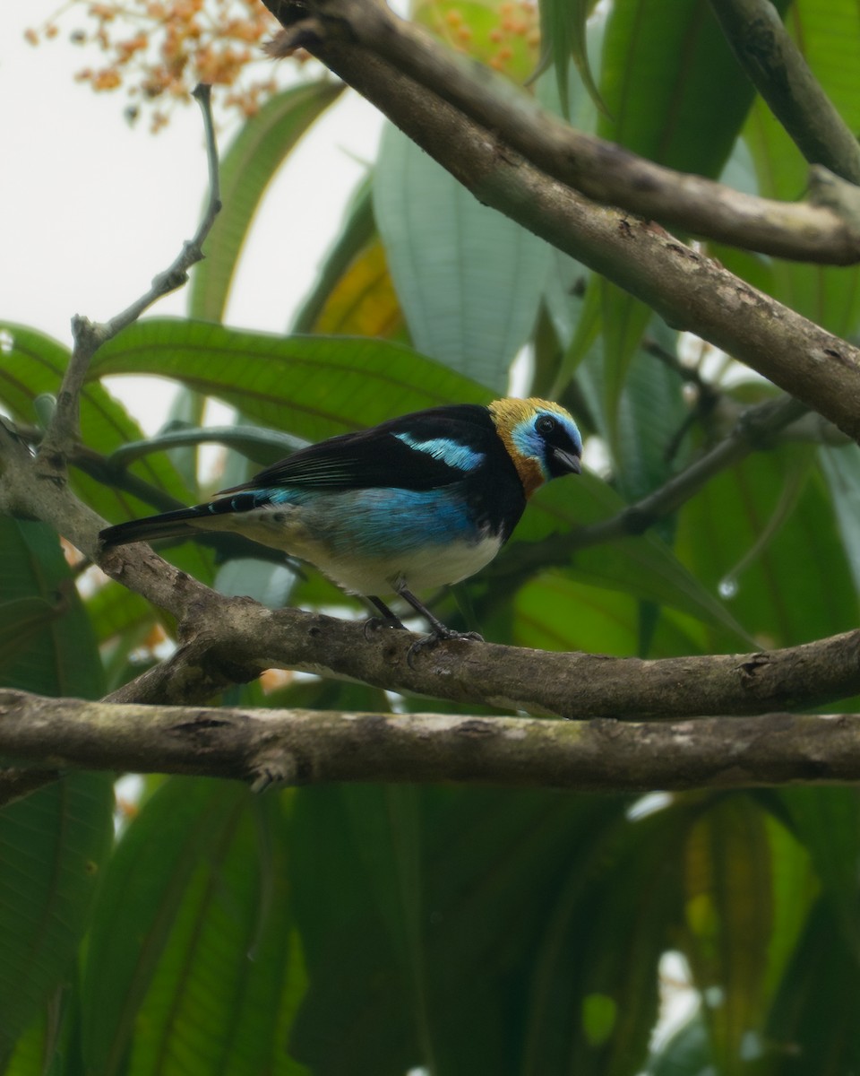 Golden-hooded Tanager - ML646767196