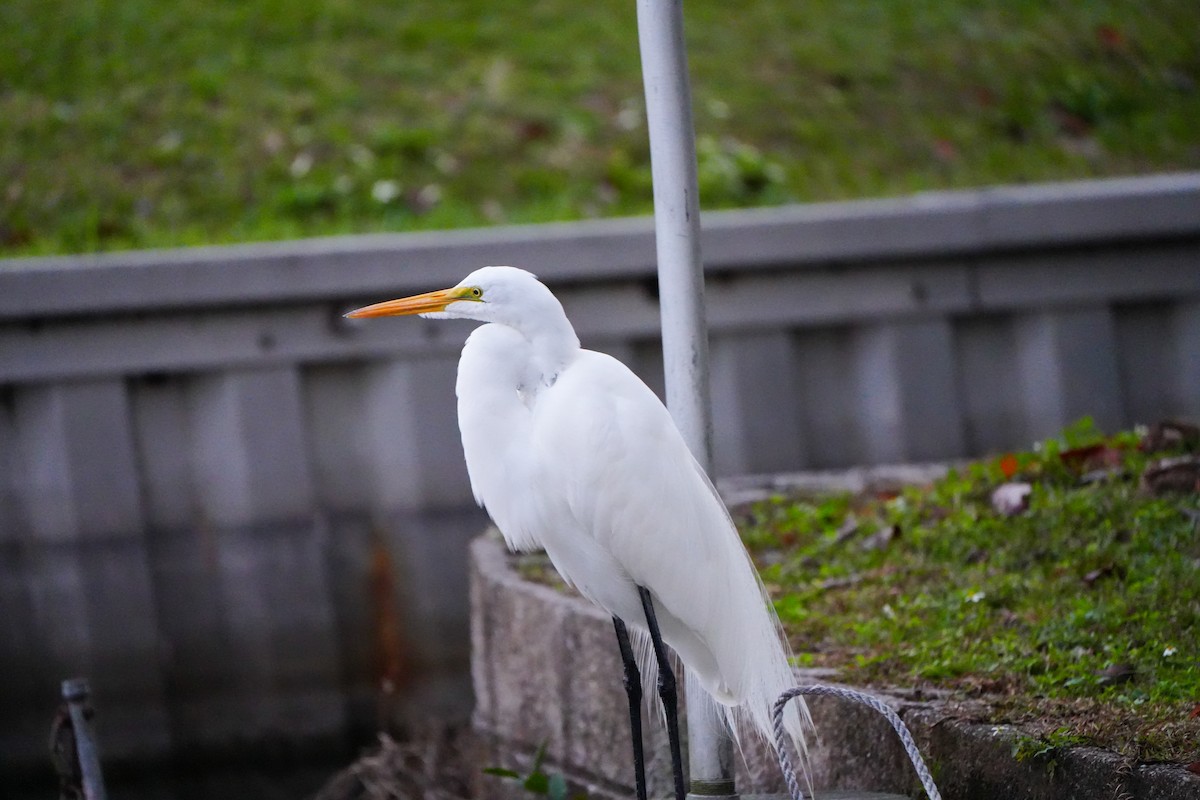 egretthegre - ML646767197