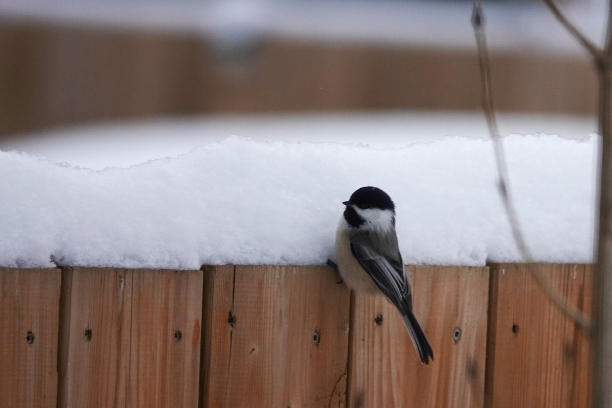 Black-capped Chickadee - ML646767203