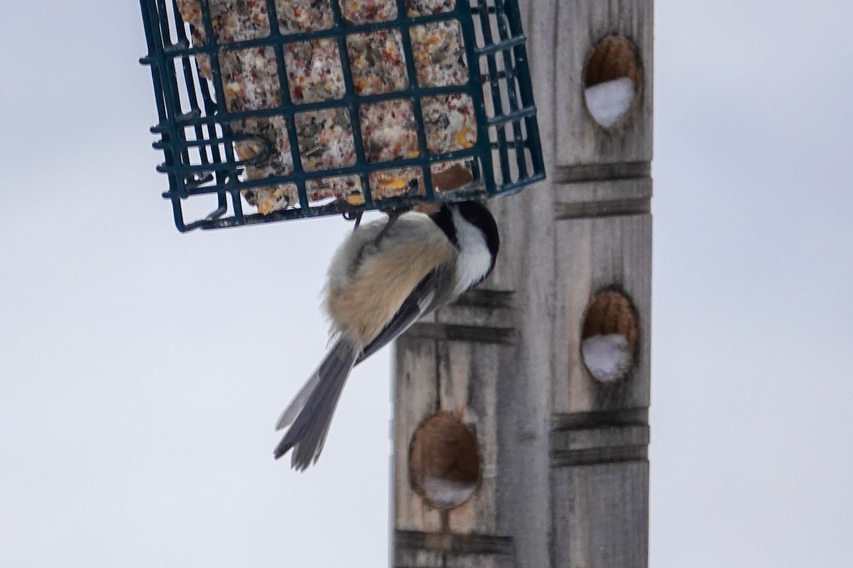 Black-capped Chickadee - ML646767204