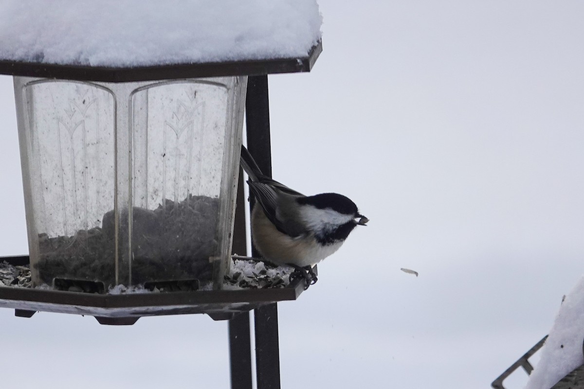 Black-capped Chickadee - ML646767205