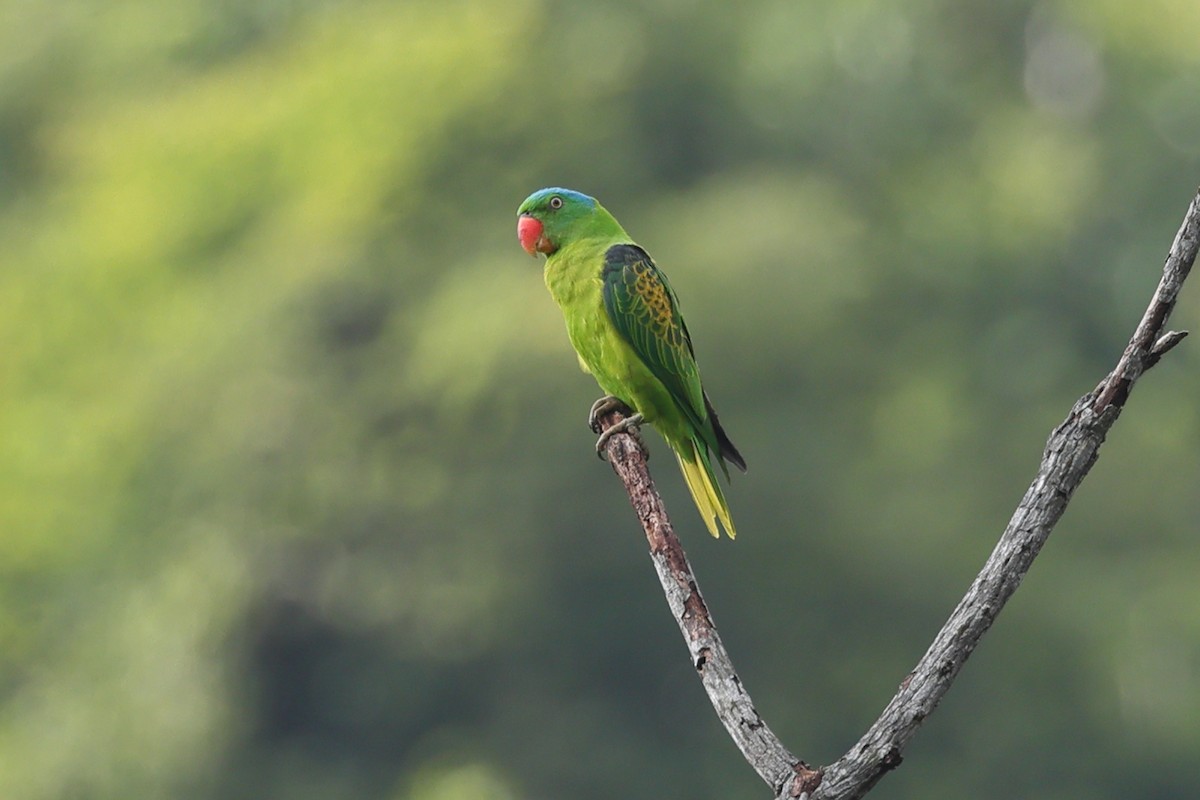 Blue-naped Parrot - ML646767206