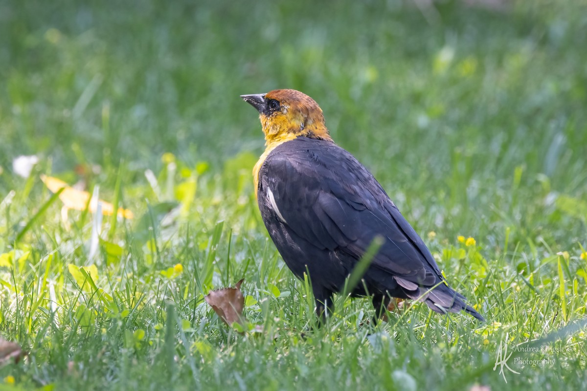 Yellow-headed Blackbird - ML646767208