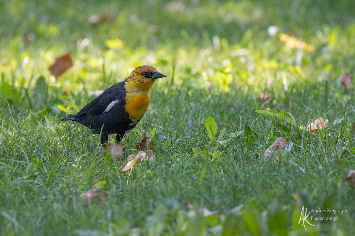 Yellow-headed Blackbird - ML646767209