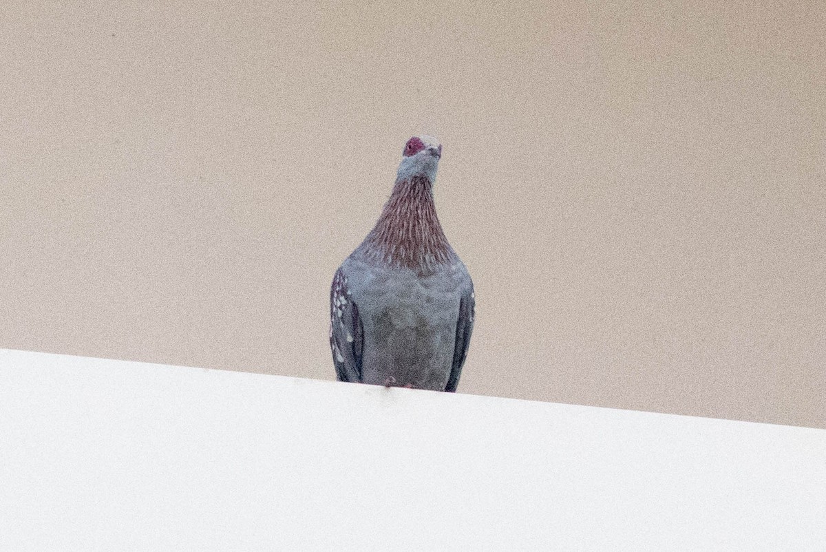 Guineataube - ML646767227