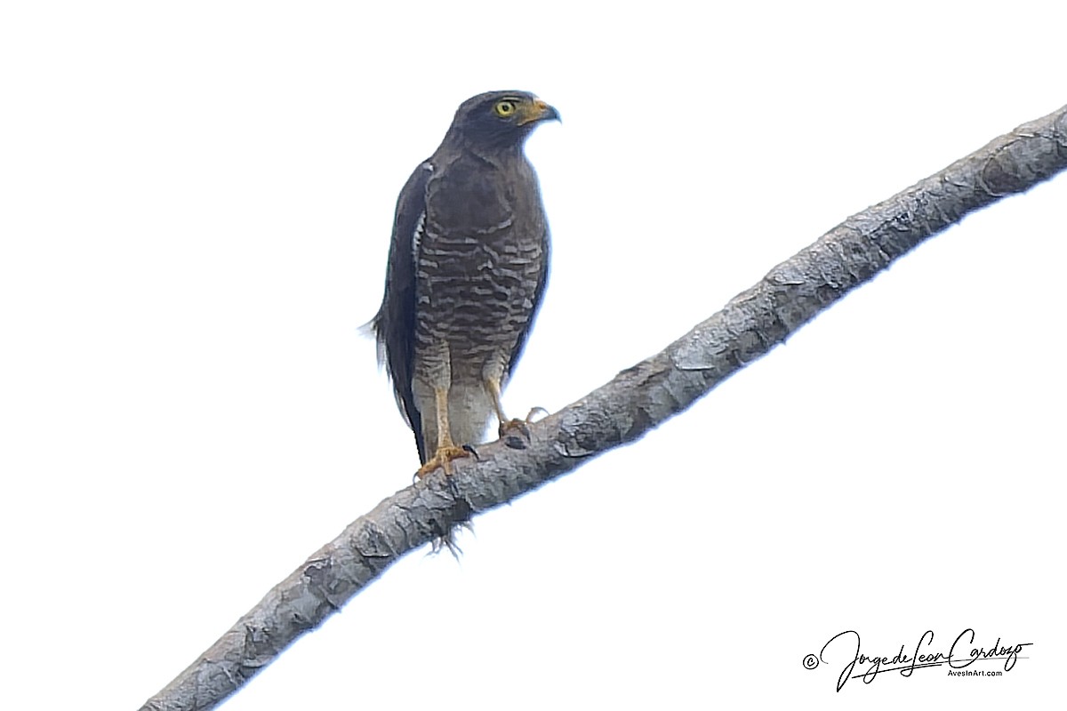 Roadside Hawk - ML646767230