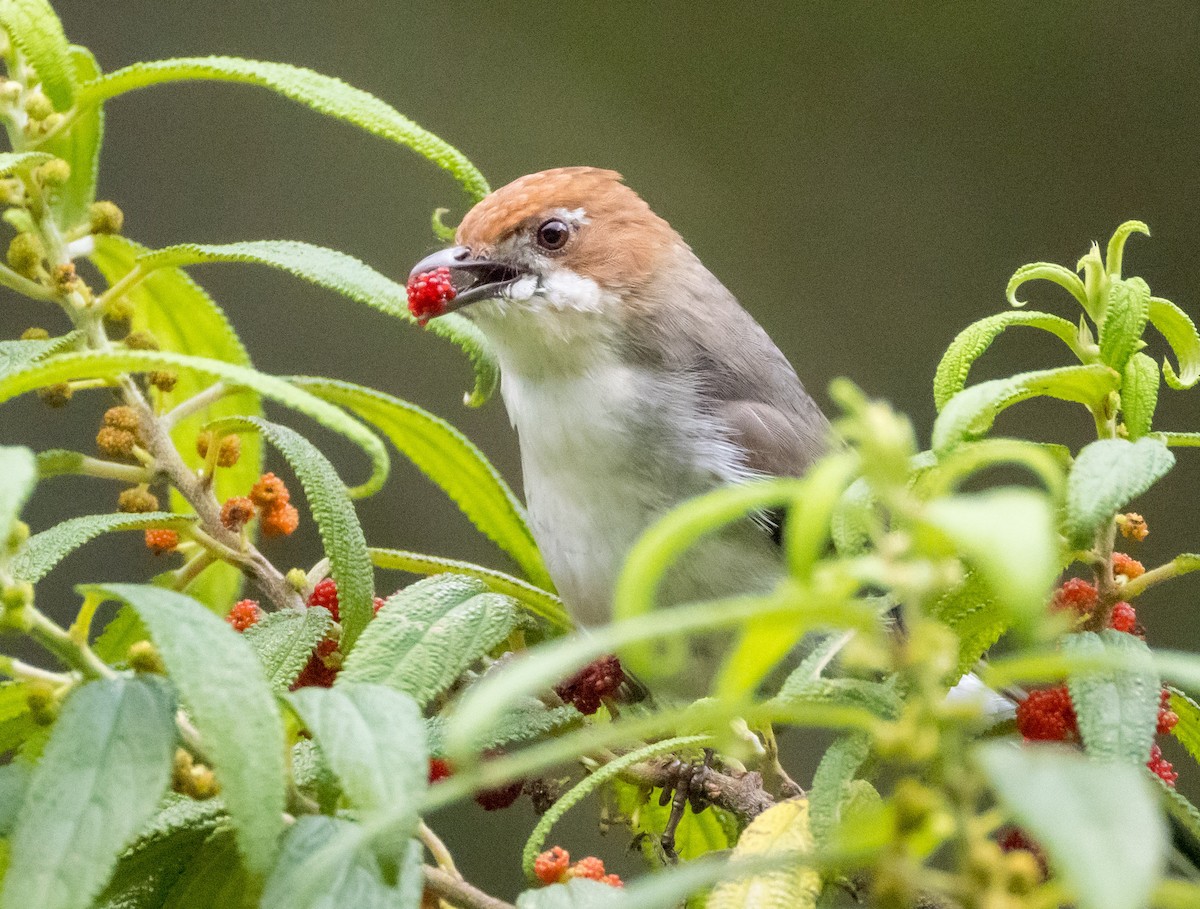 Стафіда борнейська - ML646767232