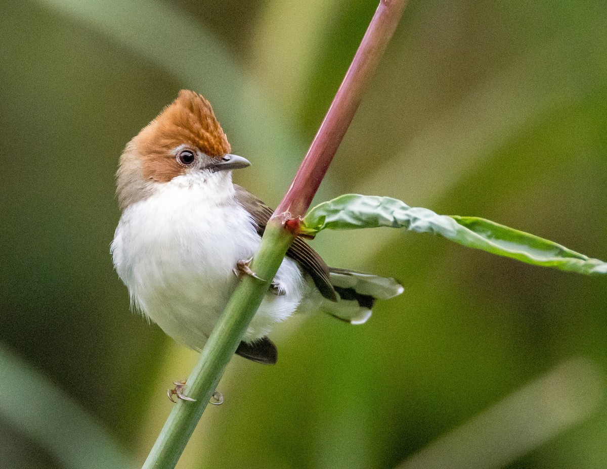 Стафіда борнейська - ML646767233