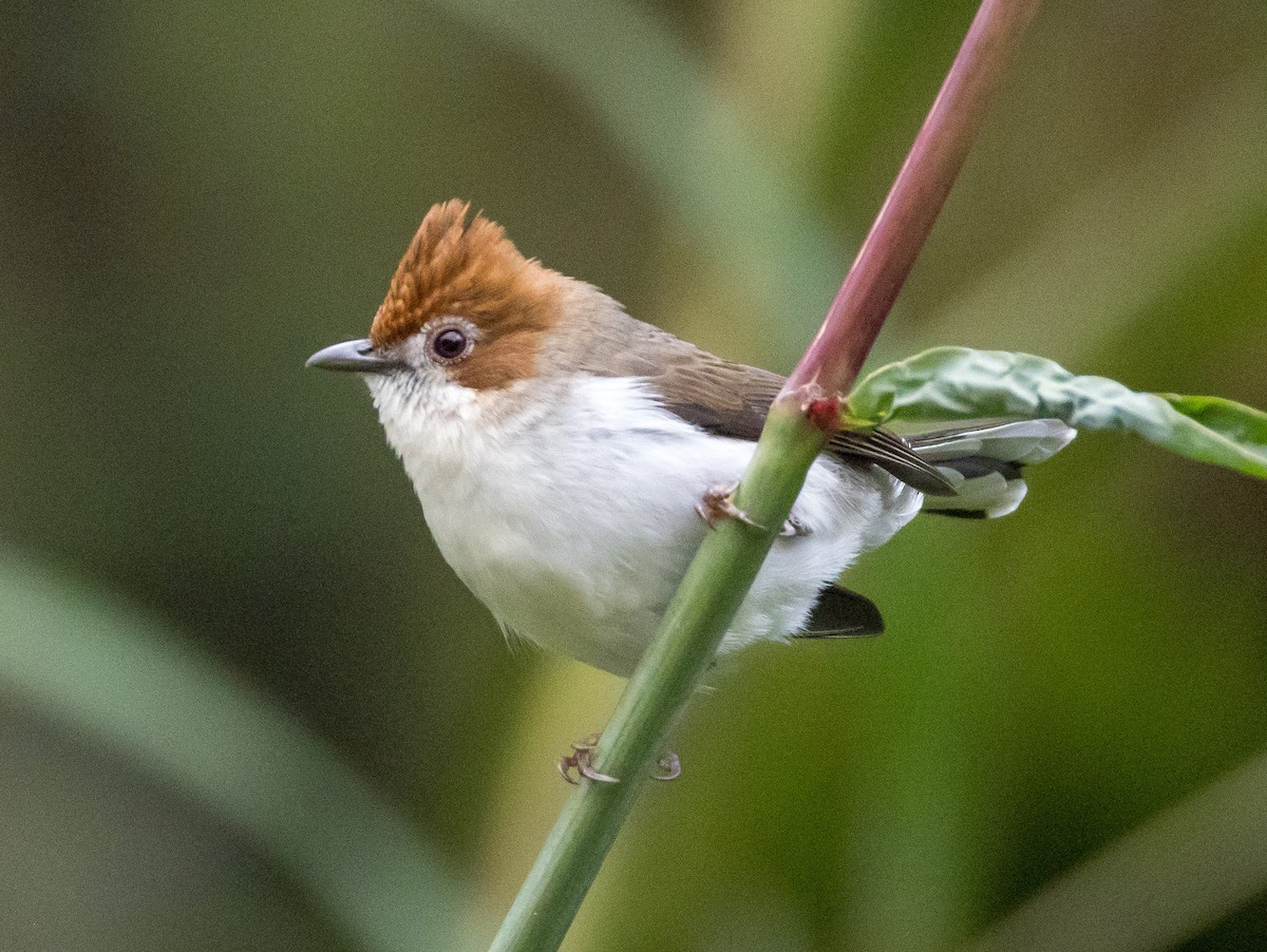 Стафіда борнейська - ML646767234