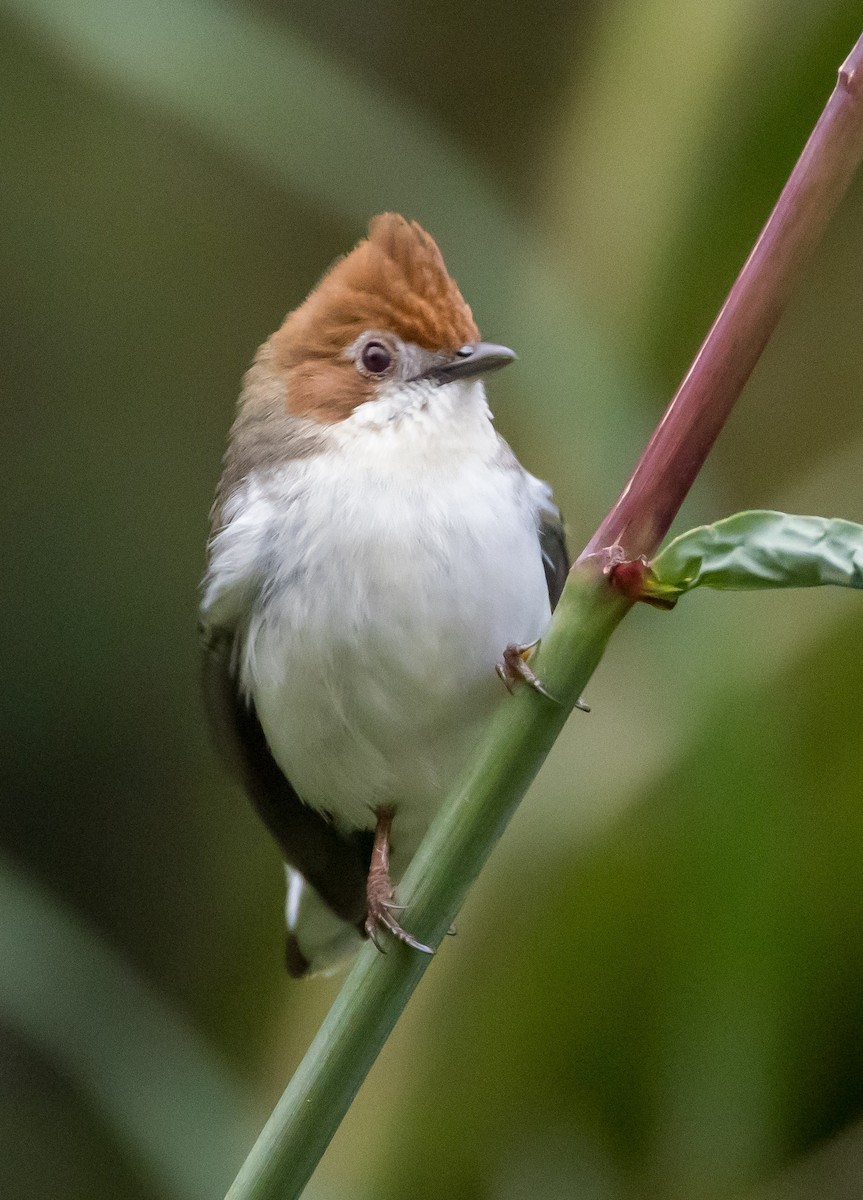 Стафіда борнейська - ML646767235