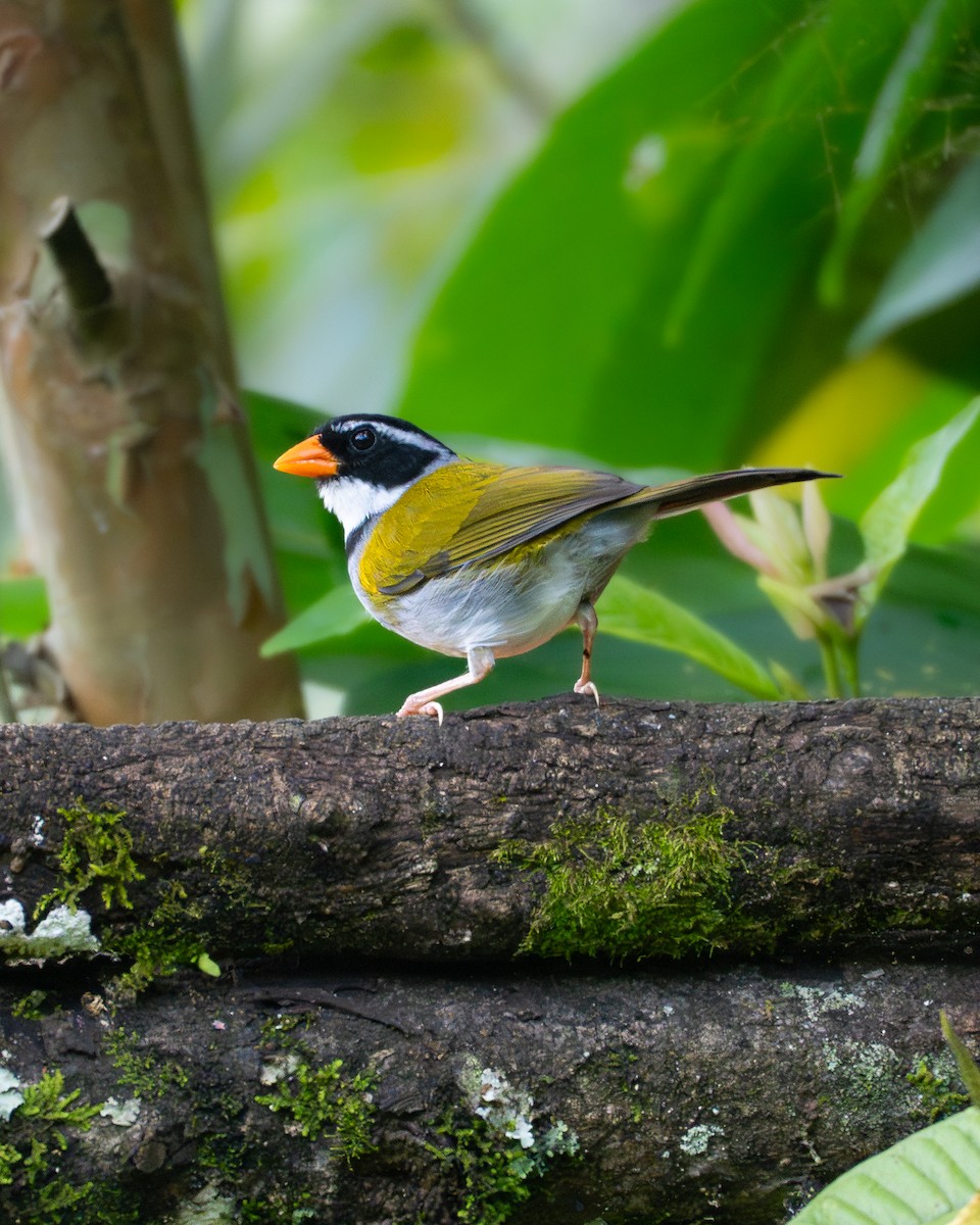 Orange-billed Sparrow - ML646767238