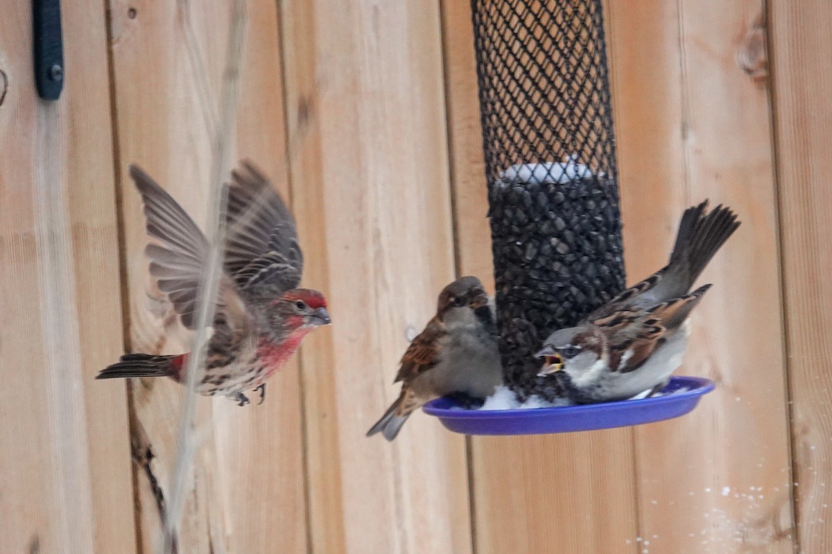 Etxe-txolarrea - ML646767240