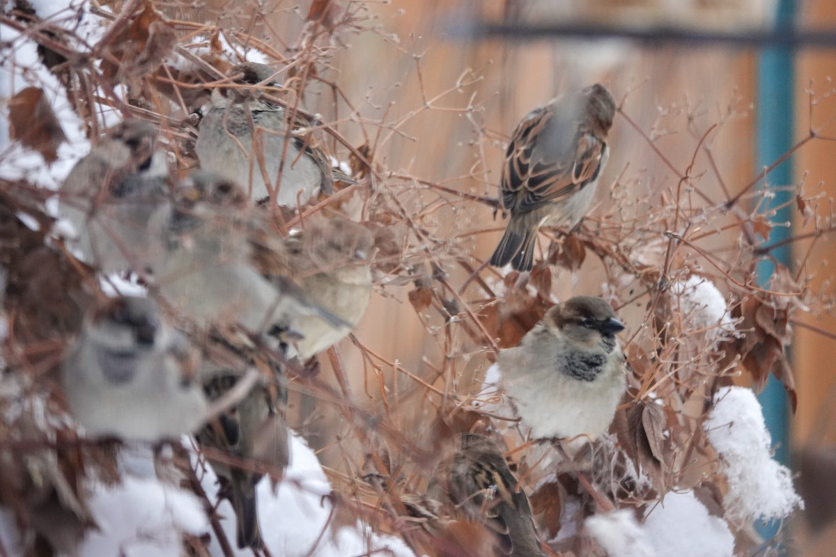 Etxe-txolarrea - ML646767241