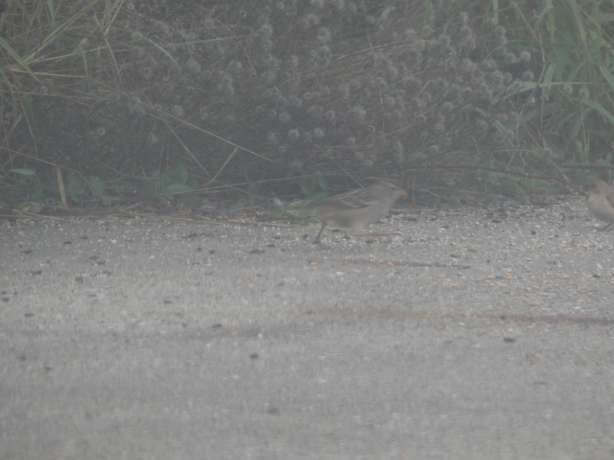 Chingolo Coroniblanco - ML646767242