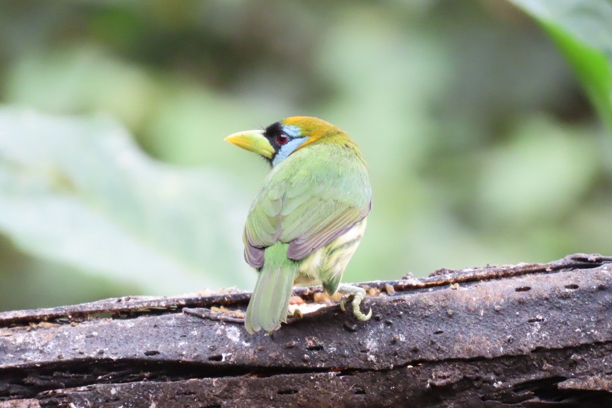 ズアカゴシキドリ - ML646767245