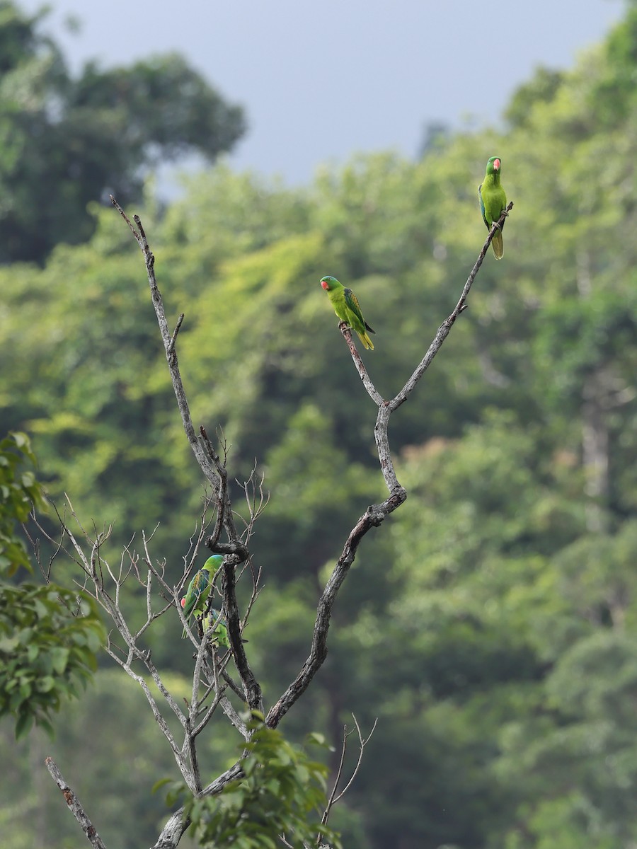 Blue-naped Parrot - ML646767247