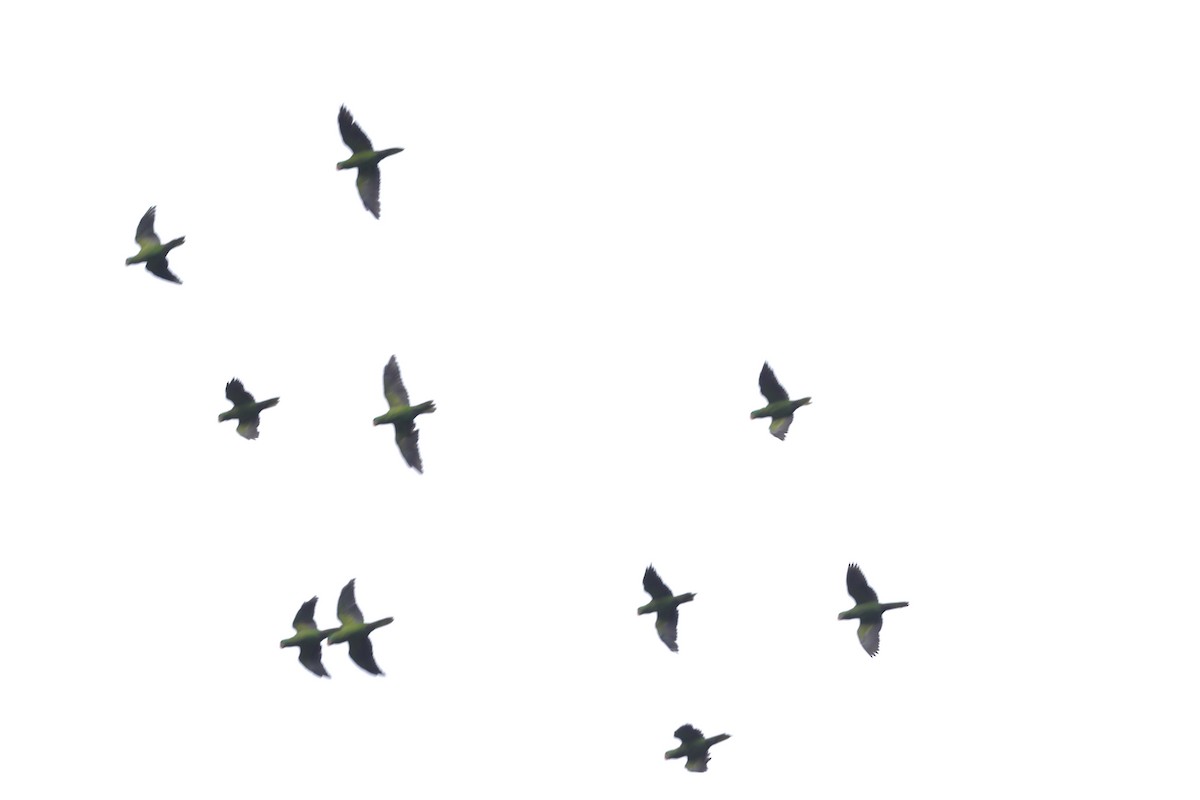 Blue-naped Parrot - ML646767248