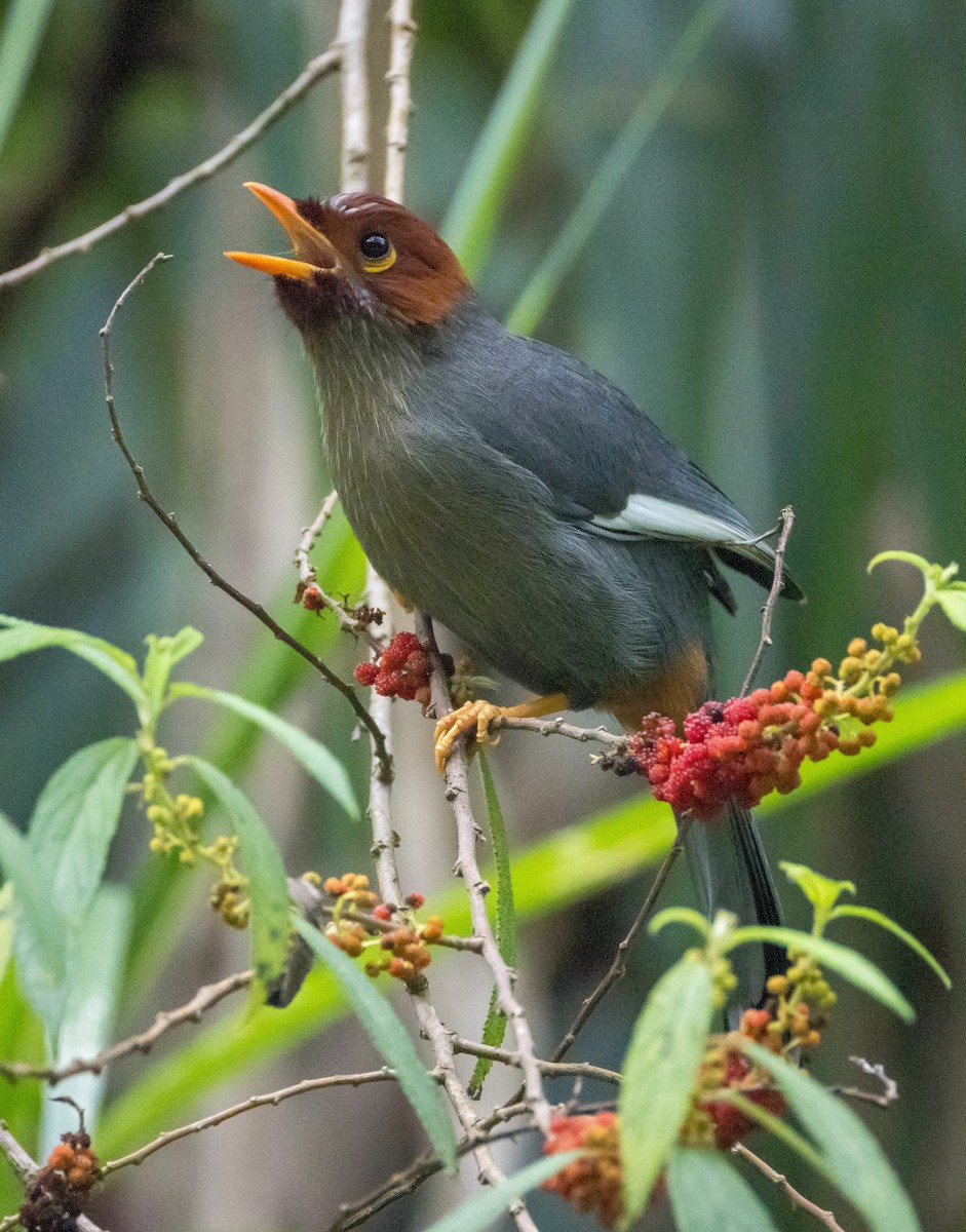 Чагарниця жовтодзьоба - ML646767253