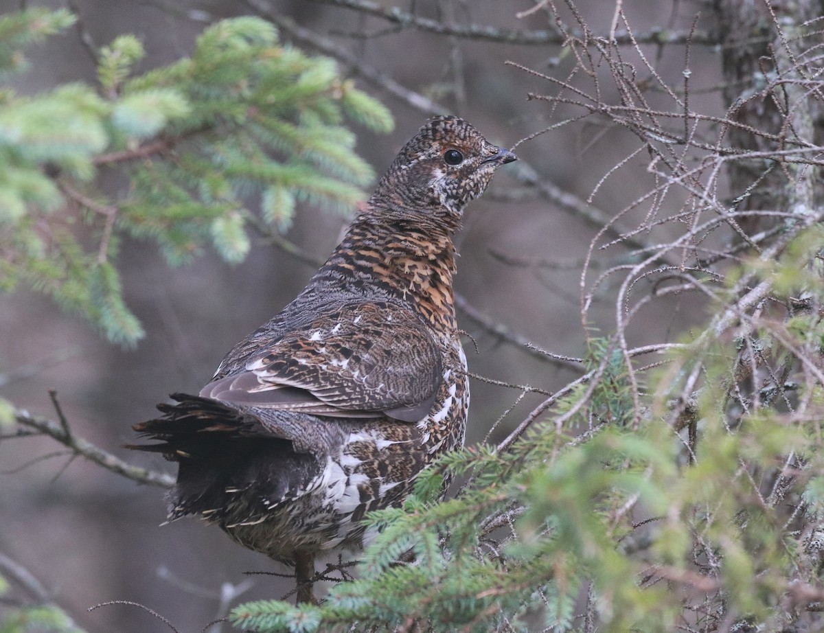 Spruce Grouse - ML646767256