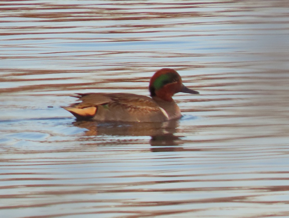 Чирок-свистунок - ML646767258