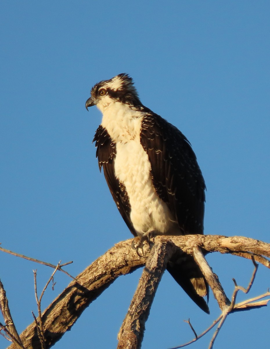 Скопа - ML646767259