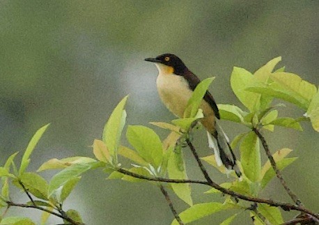 Donacobe à miroir - ML646767260