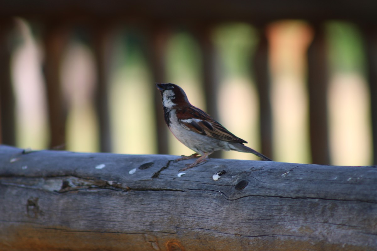 דרור הבית - ML646767261