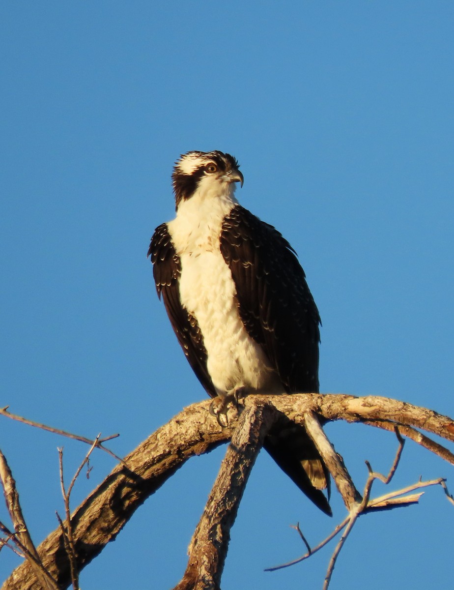 Скопа - ML646767262