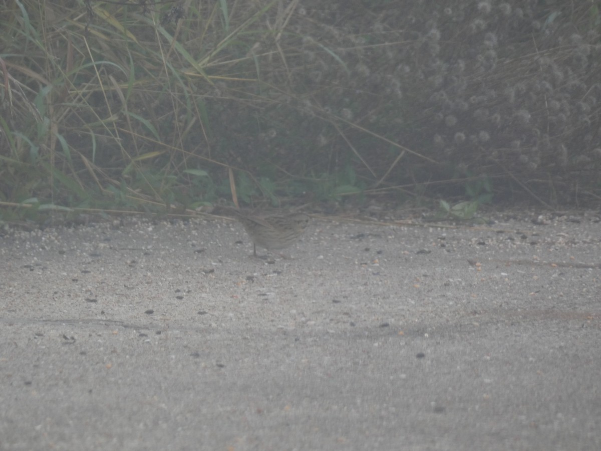 strnadec pruhohlavý - ML646767265