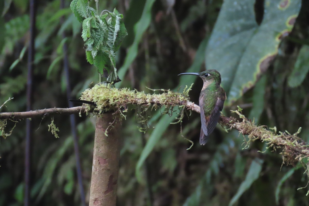 Fawn-breasted Brilliant - ML646767266